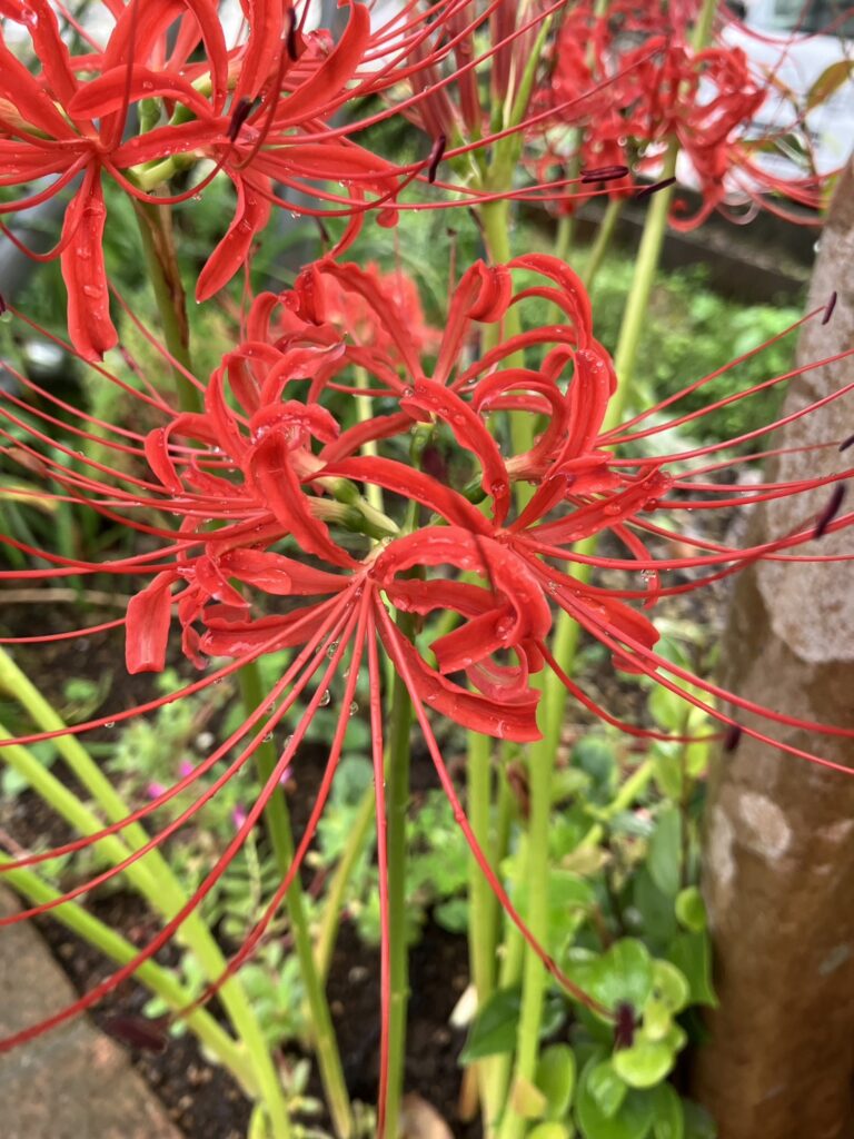 庭で季節を感じる贅沢。